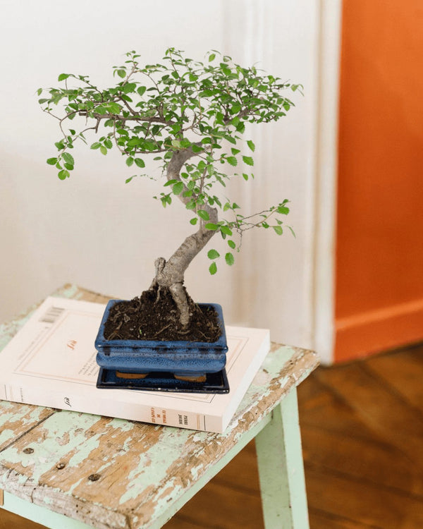 Entretien - Bonsai Bonsaï: Guide pratique