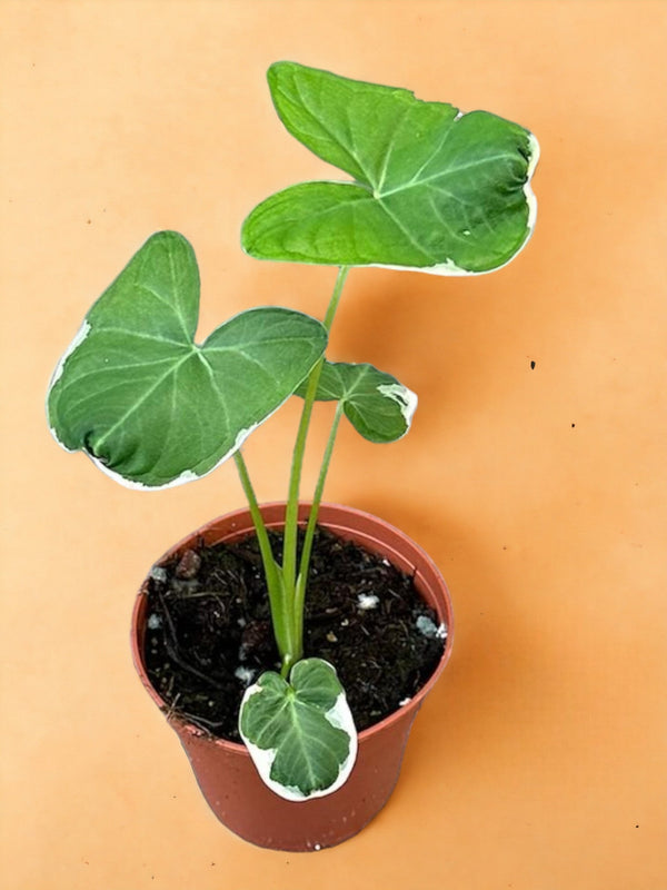 Entretien - Alocasia Mickey Mouse: Guide pratique - La Green Touch