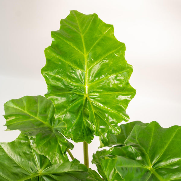Entretien Alocasia Wentii - La Green Touch