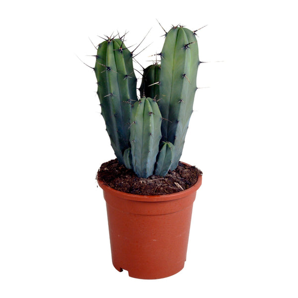 Entretien - Cactus Myrtille: Guide pratique - La Green Touch
