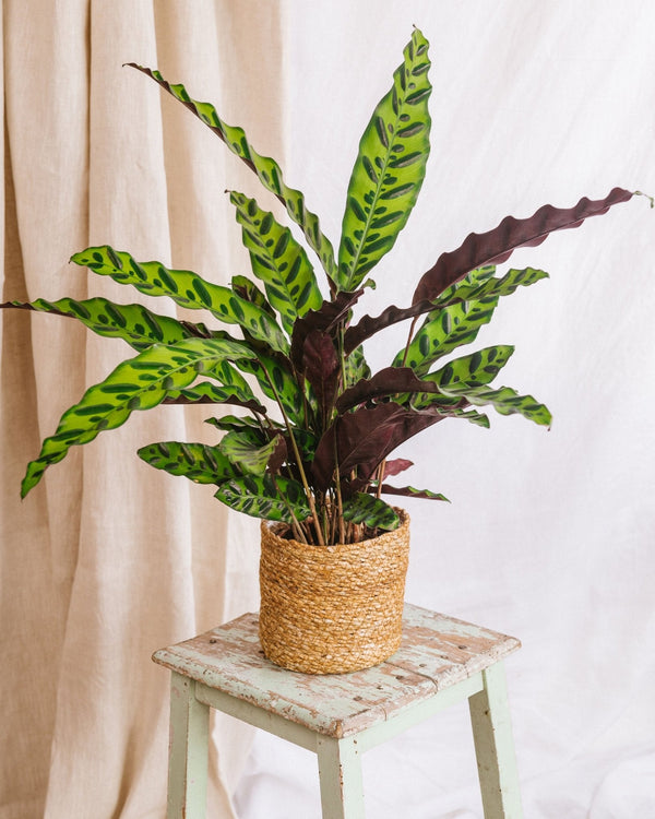 Entretien - Calathea Lancifolia: Guide pratique - La Green Touch