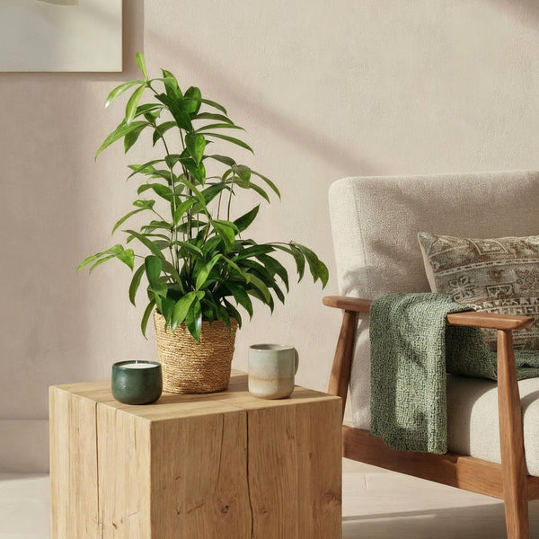 Entretien - Dracaena Surculosa: Guide pratique - La Green Touch