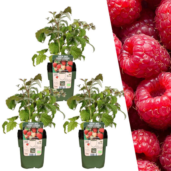 Entretien - Framboisier (Rubus idaeus) : Guide pratique - La Green Touch