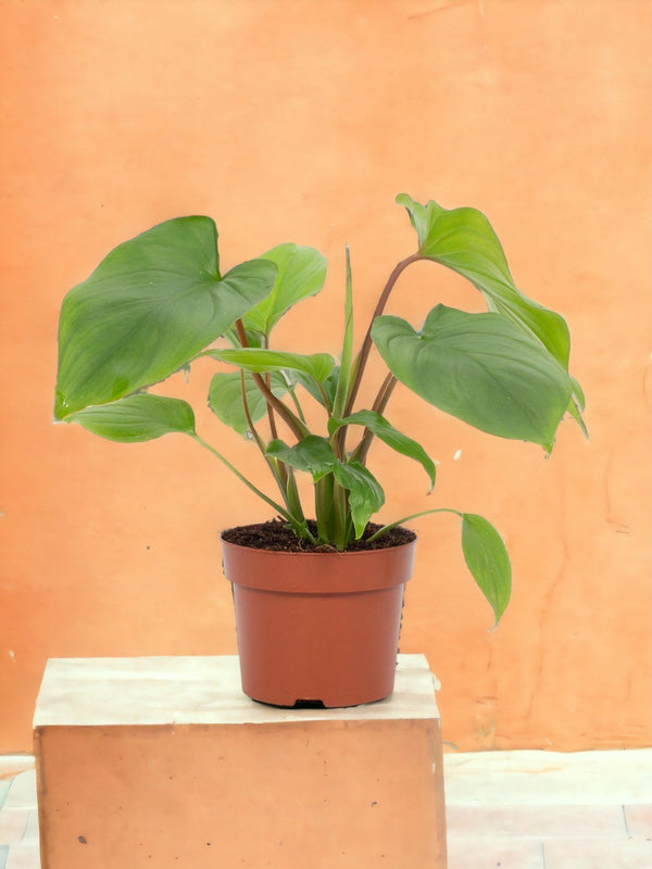 Entretien - Homalomena Rubescens Maggy: Guide pratique - La Green Touch