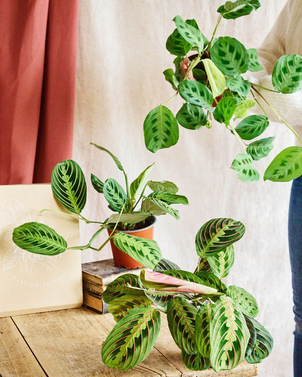 Entretien - Maranta Maranta: Guide pratique - La Green Touch