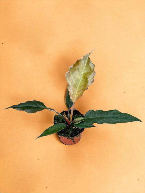 Entretien - Philodendron Choco Empress: Guide pratique - La Green Touch