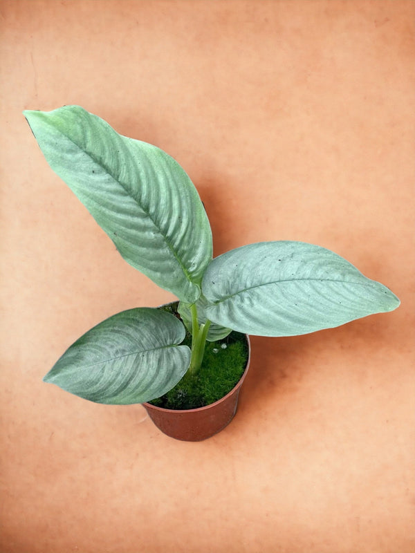 Entretien - Schismatoglottis Hendrikii: Guide pratique - La Green Touch