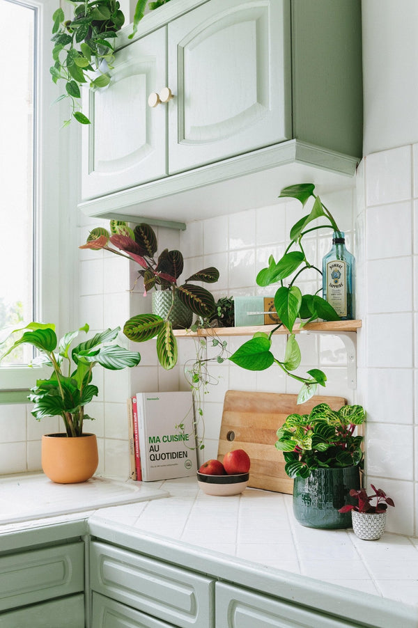 Peut-on avoir un petit potager en appartement ? - La Green Touch