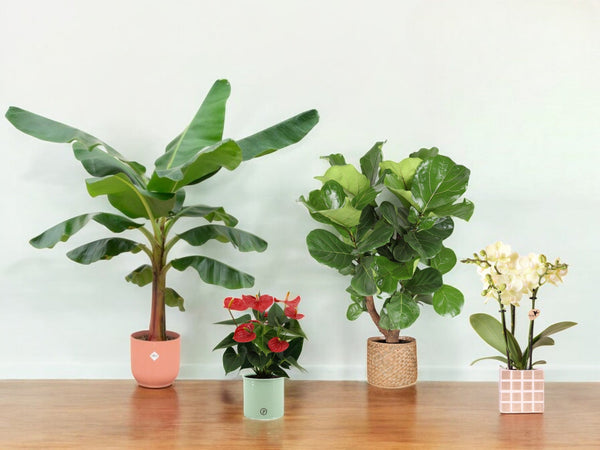 Plantas + Vasos