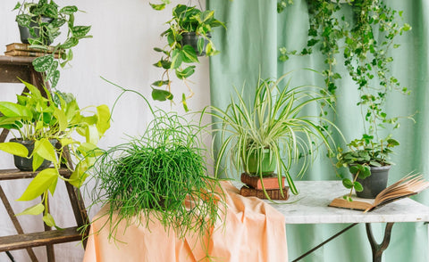 Plantas caídas