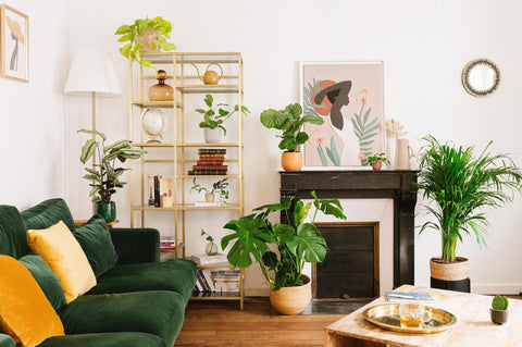 Plantes pour mon salon