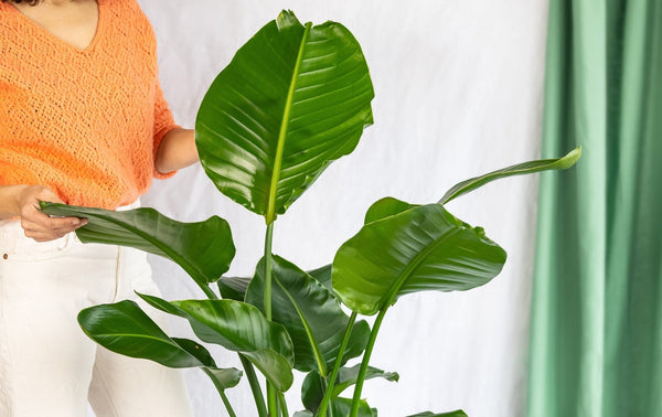 Plantas de casa muito grandes
