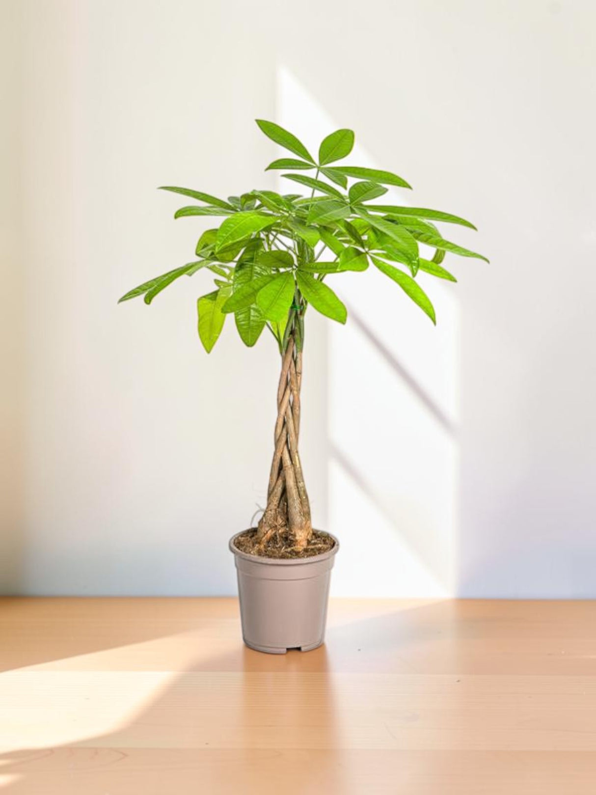 Pachira Aquática Ø19cm - ↕80cm