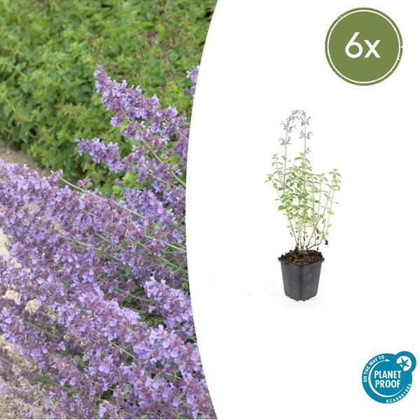 Cataire (Nepeta x faassenii) 'Walker’s Low' - vue 13