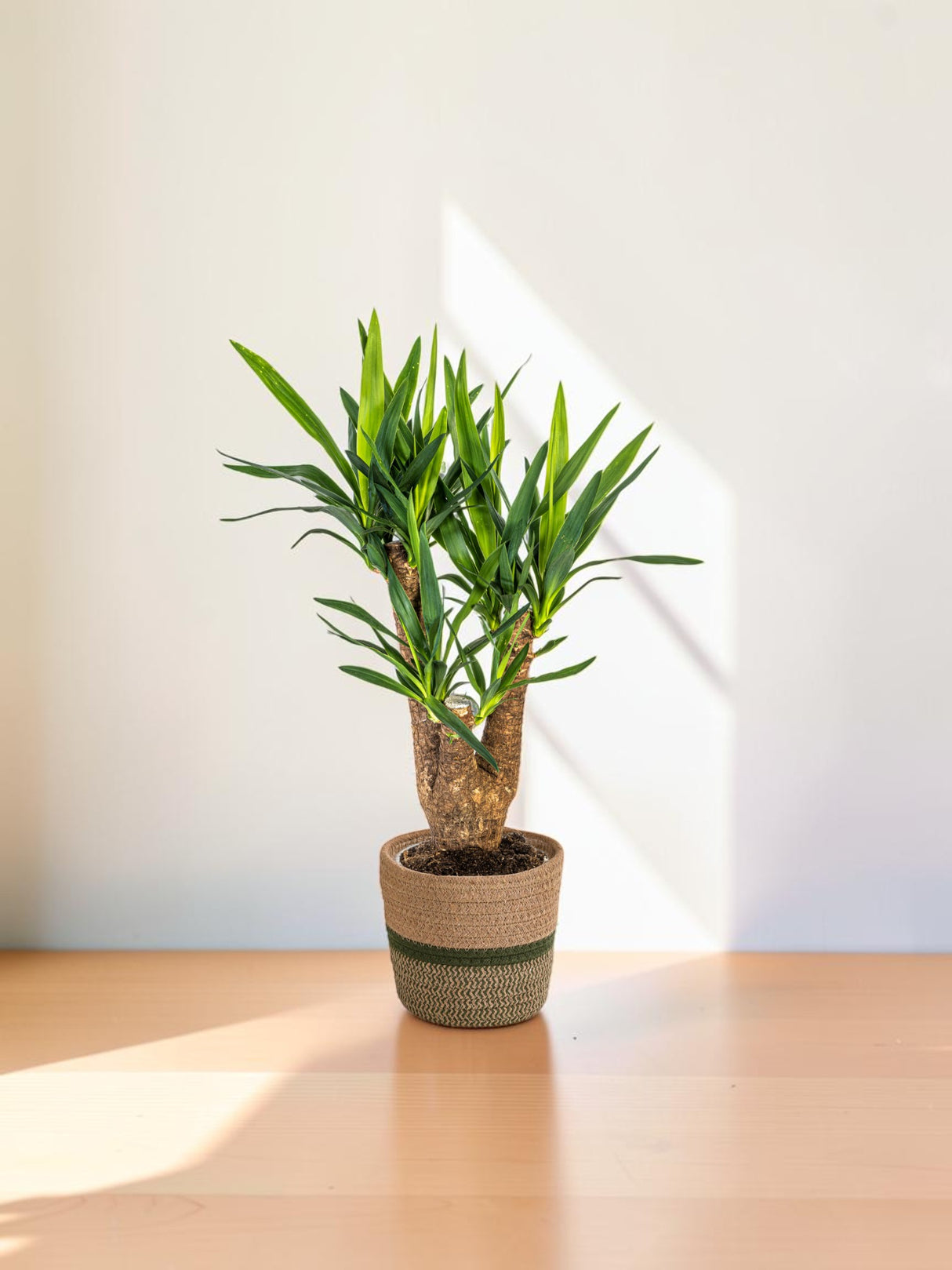 Yucca Branchu avec cache-pot