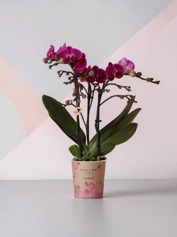 Orquídea roxa e seu vaso - h35cm, Ø9cm