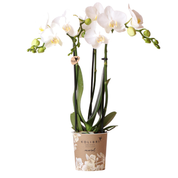 Orquídea branca e seu vaso - h35cm, Ø9cm