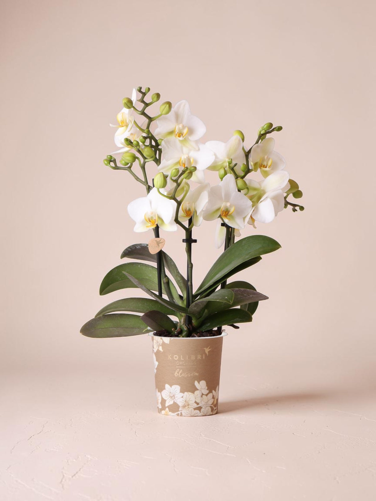 Orquídea branca - Ø9cm - planta de interior