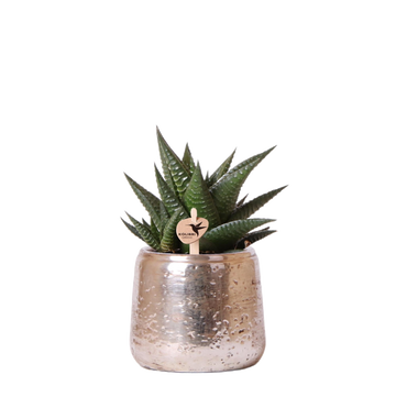 Haworthia Limifolia e seu plantador de prata