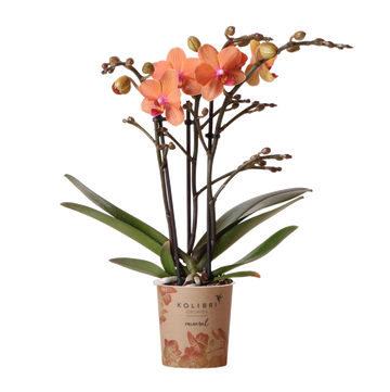 Orquídea Phalaenopsis laranja - Ø9cm - planta de casa com flores