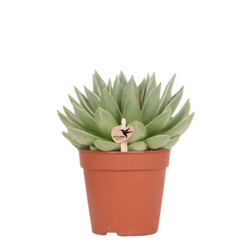 Echeveria Miranda h20cm - planta suculenta de interior