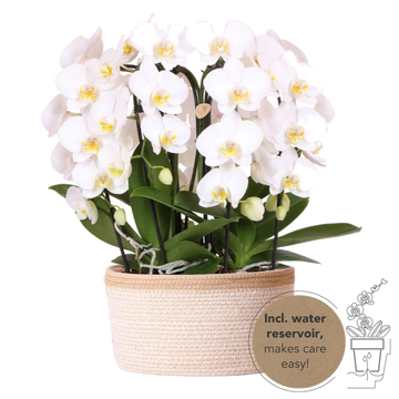 Buquê de orquídeas brancas em cesto de algodão com tanque de água