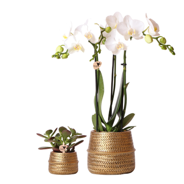 Duo White Phalaenopsis Orchid e Crassula Ovata e seus floreiros de cerâmica dourada