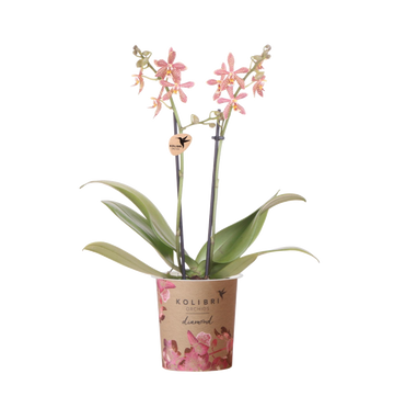 Orquídea Aranha Laranja em Vaso - Planta de Casa em Flor