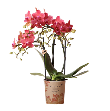 Orquídea Phalaenopsis vermelha - Congo - planta de casa florescente