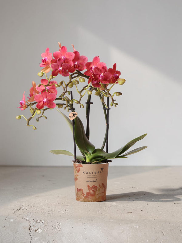 Orquídea Phalaenopsis vermelha - Congo - planta de casa florescente