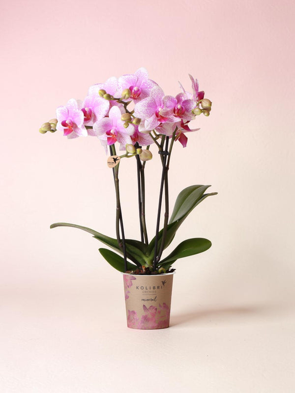 Orquídea Phalaenopsis Rosa - Mineral Rotterdam