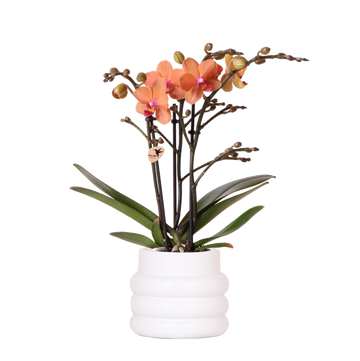 Orquídea Bolzano em vaso bolha branco