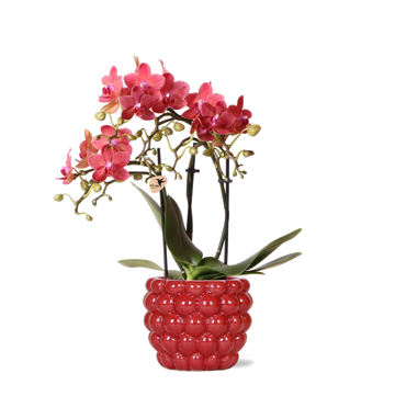 Orquídea vermelha Phalaenopsis Congo e seu vaso