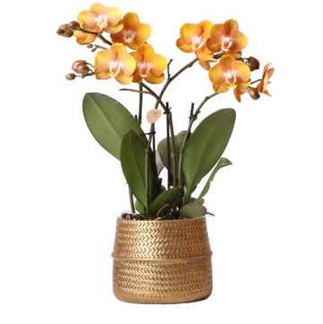Orquídea ocre e seu vaso