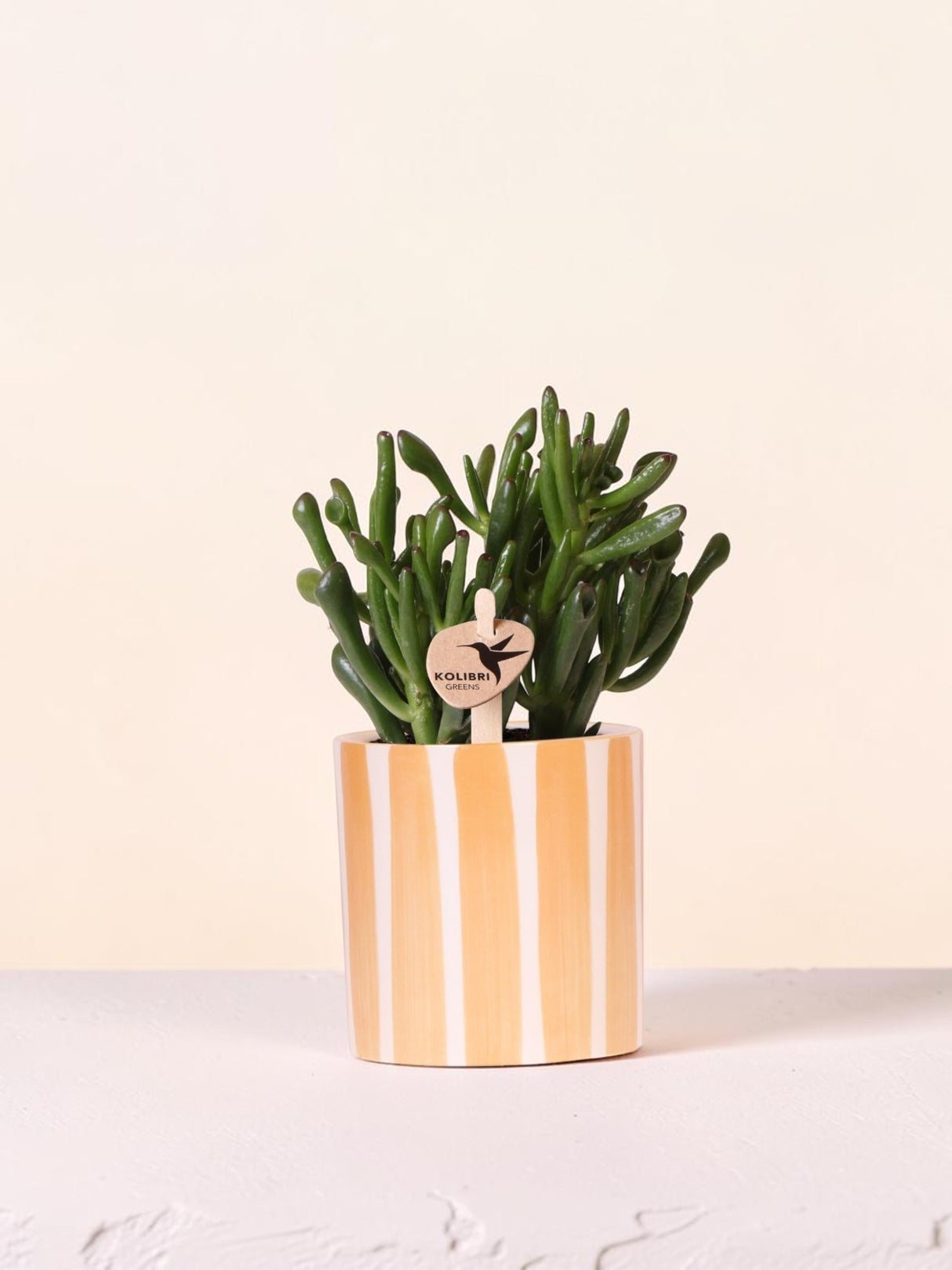 Suculenta Crassula Hobbit + pote Pintado Listra laranja