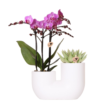 Orquídea Viena e Suculenta Miranda em vaso decorativo branco