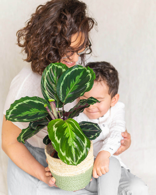 Medalhão Calathea