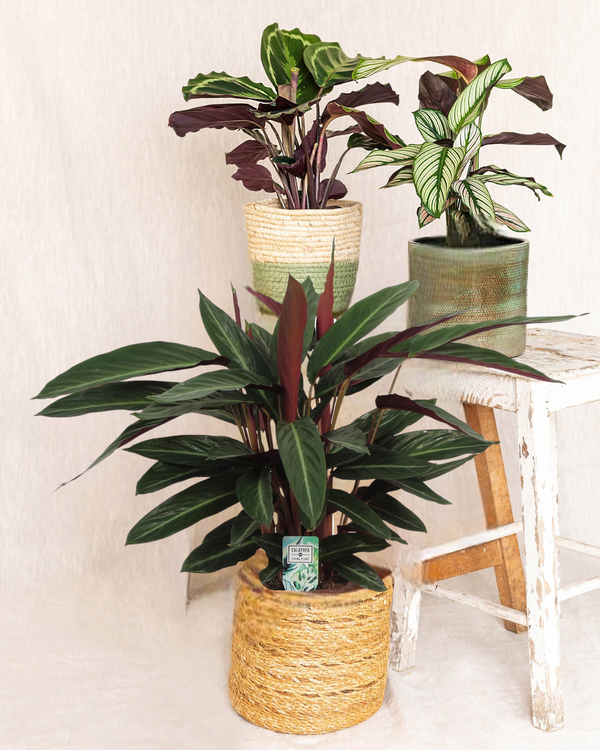Trio Calathea - planta mamãe
