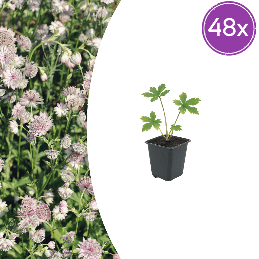 Livraison plante Astrance major