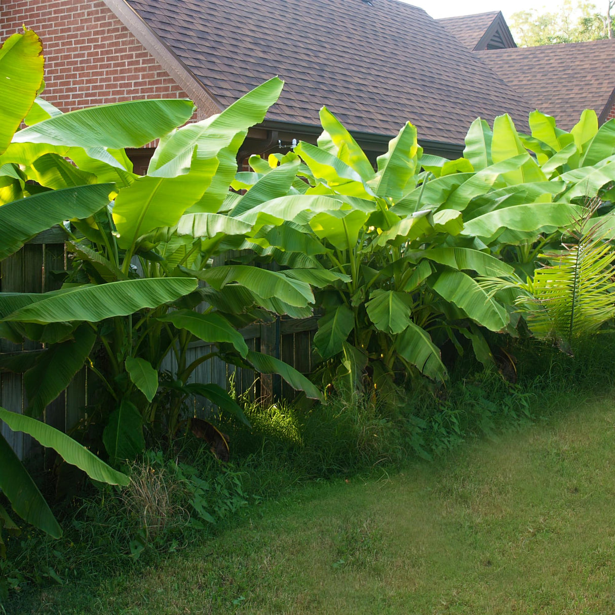 Livraison plante Bananier Musa basjoo – Lot de 2 – Pot 17 cm – Hauteur 40 cm