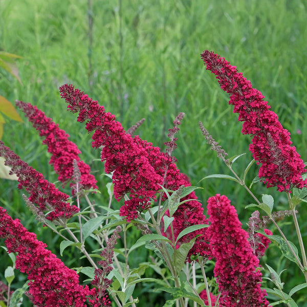 Livraison plante Buddleja davidii Royal Red – Pot 17 cm – Hauteur 25 cm