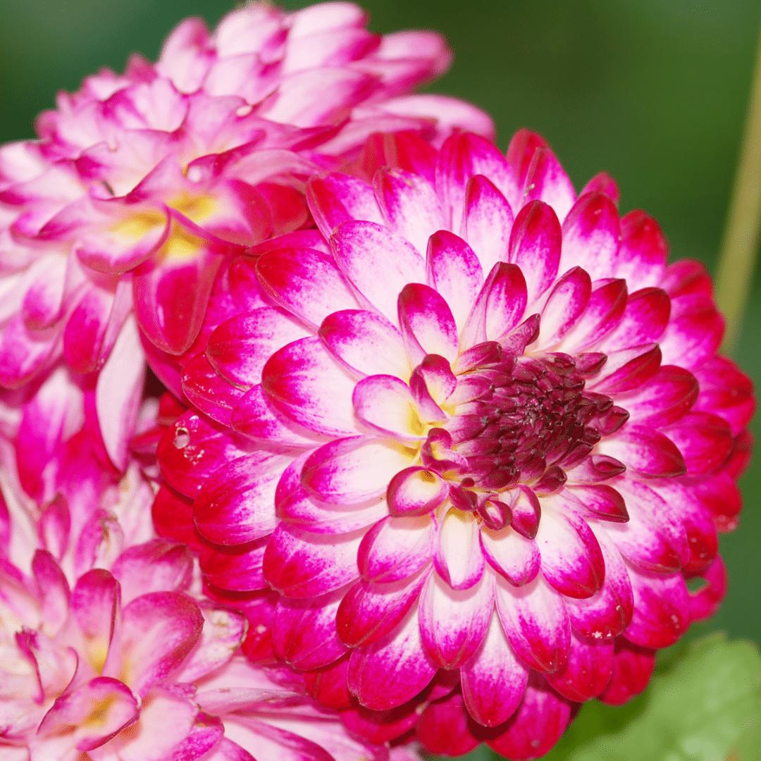 Livraison plante Bulbe de Dahlia Little Robert, pétales ronds et frisés