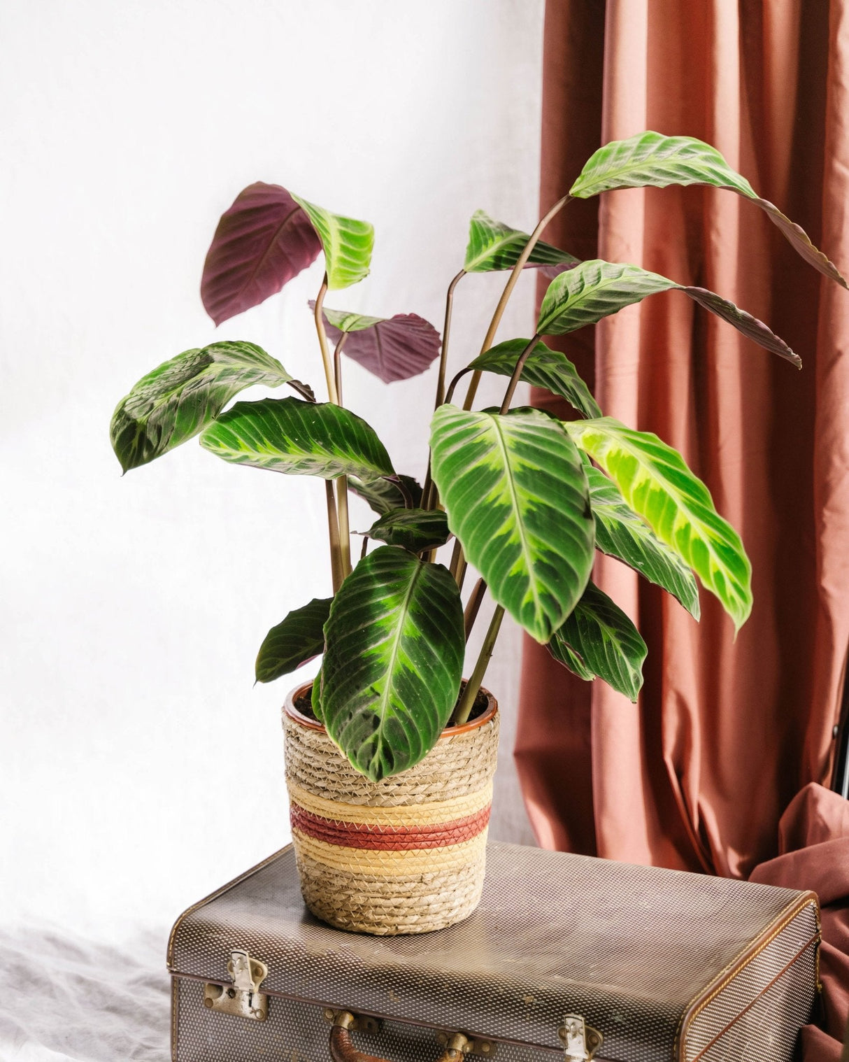 Livraison plante Calathea Warscewiczii h70cm