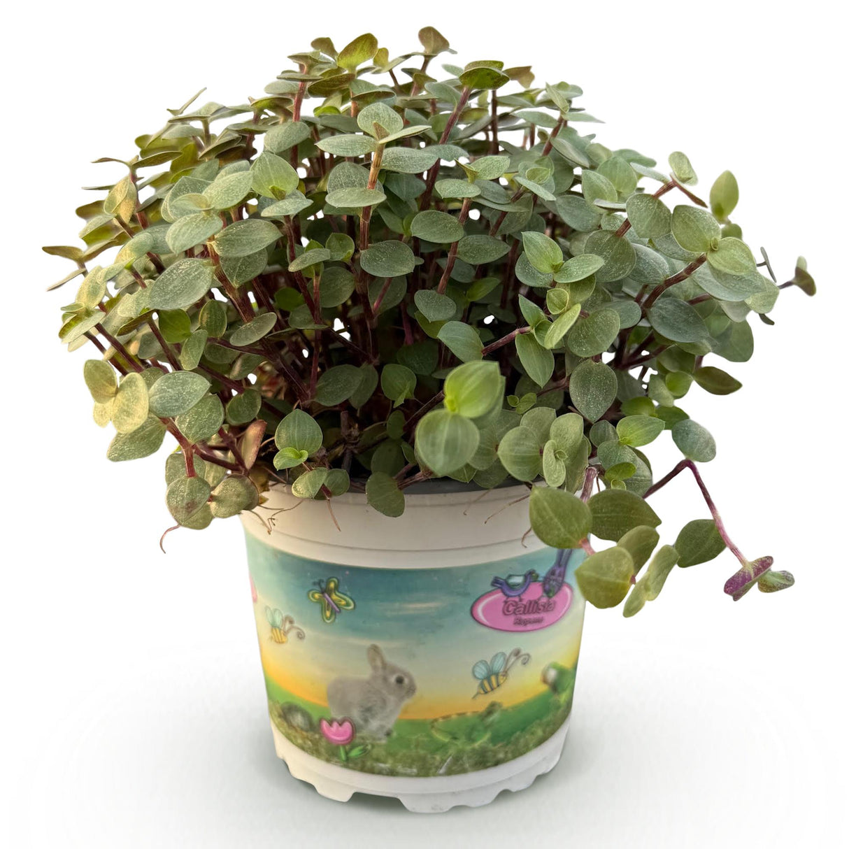 Livraison plante Calissia repens