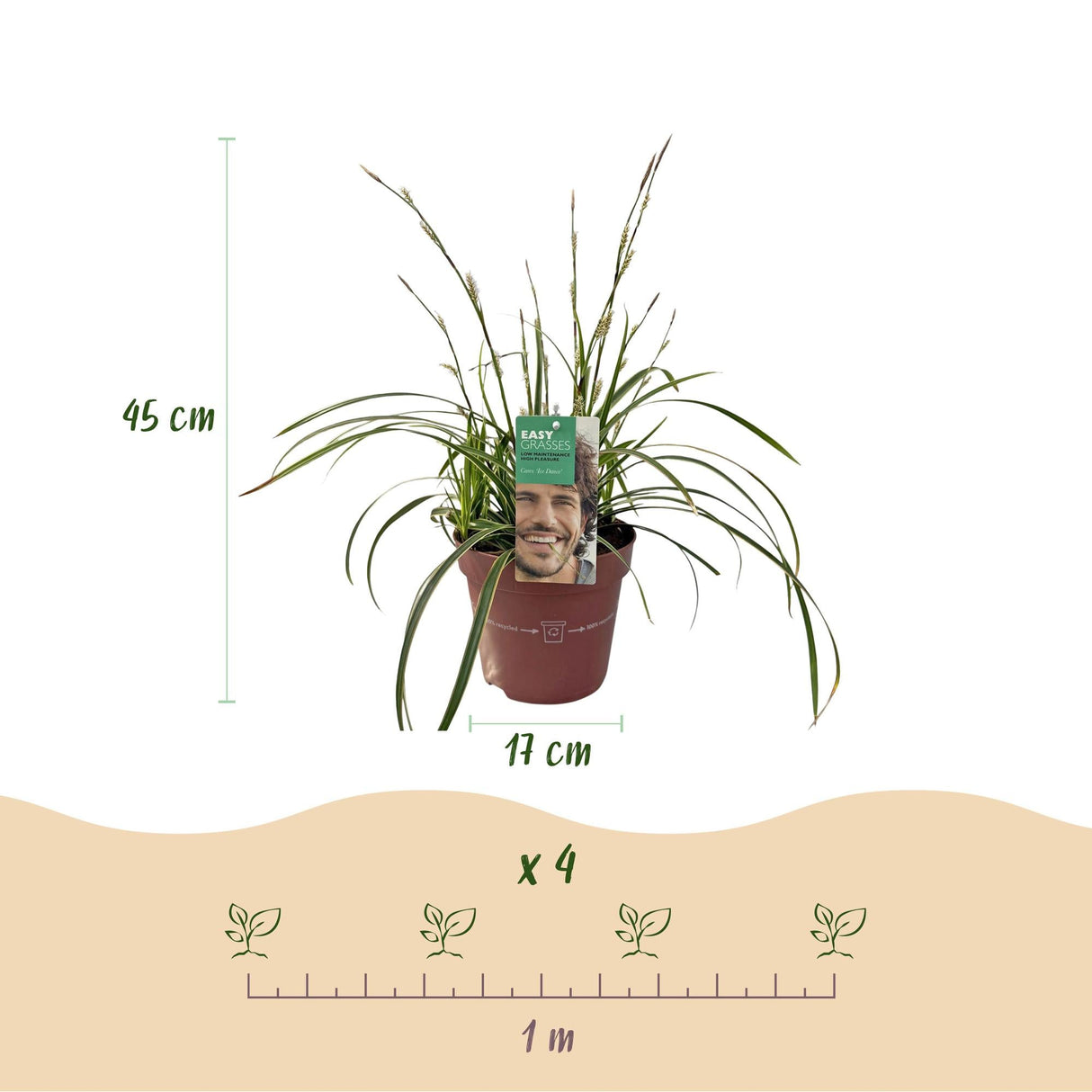 Livraison plante Carex morrowii Ice Dance – Pot 17 cm – Hauteur 50 cm