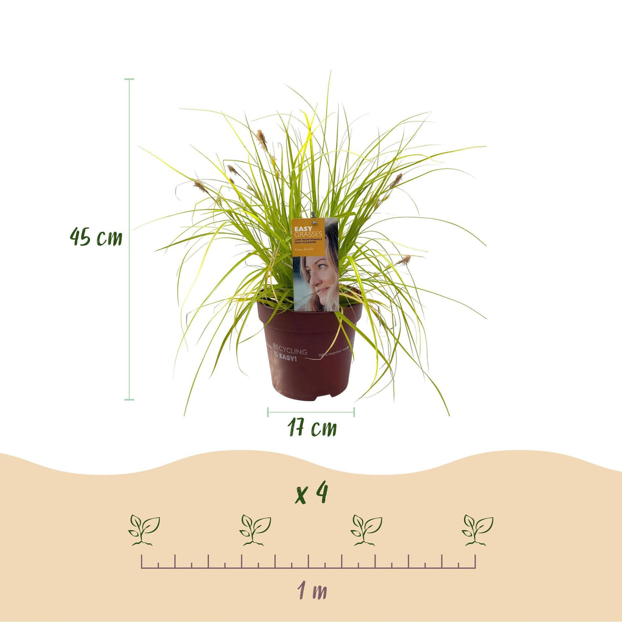 Livraison plante Carex oshimensis Everillo – Pot 17 cm – Hauteur 50 cm