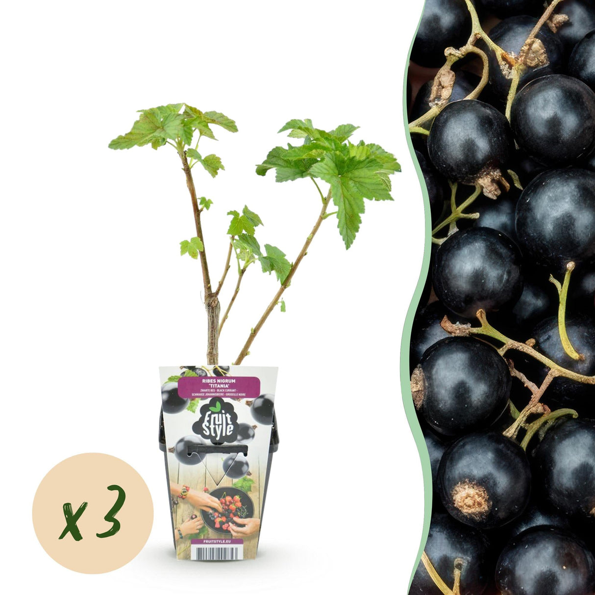 Livraison plante Cassis Titania – Lot de 3 – Pot 9 cm