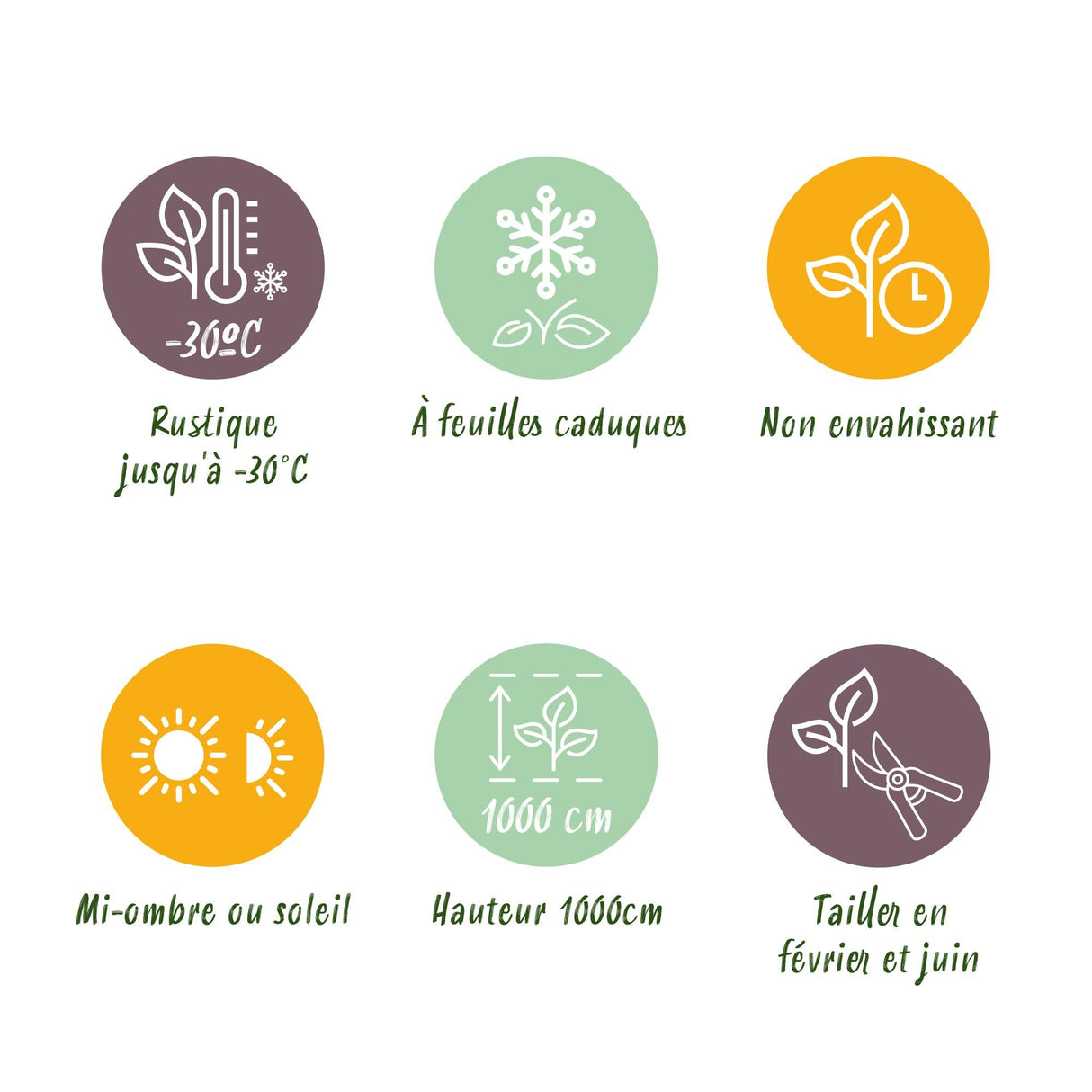 Livraison plante Charme Carpinus betulus – Lot de 6 – Hauteur 55 cm