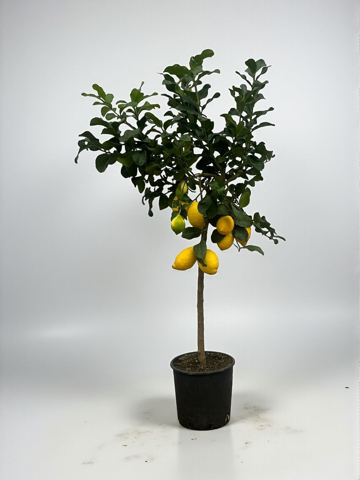 Livraison plante Citronnier