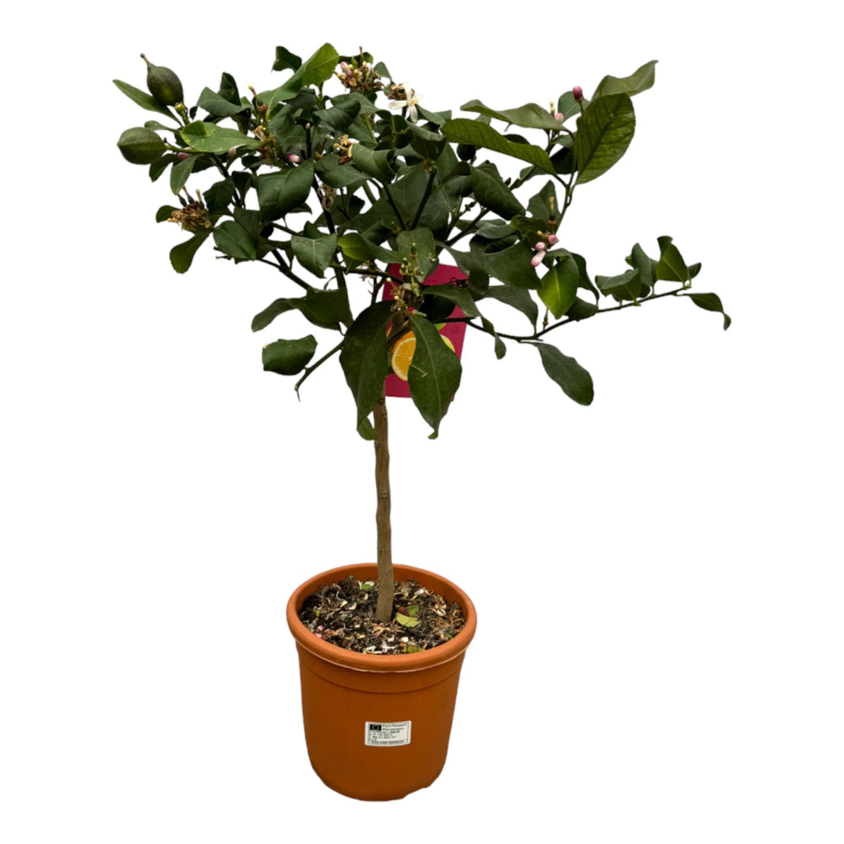 Livraison plante Citrus Lemon - 80 cm - Ø22cm